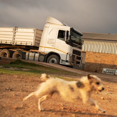 A small dog runs alongside a Volvo FH