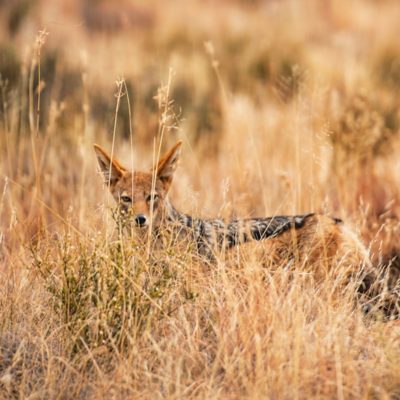 A jackal sits in the grass