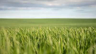 Green acres growing with blue sky