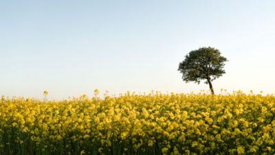 1860X1050-volvo-trucks-brand-image-yellow-fields