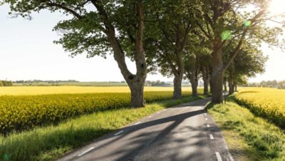 Road with trees on the side and acres