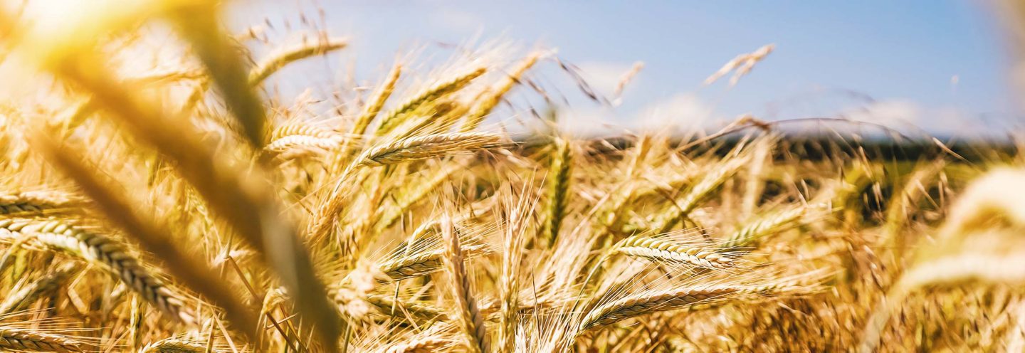 Soluciones de Volvo Trucks para el transporte agrícola