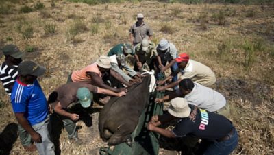 Captured buffalo.