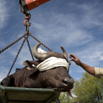 Blindfolded buffalo.