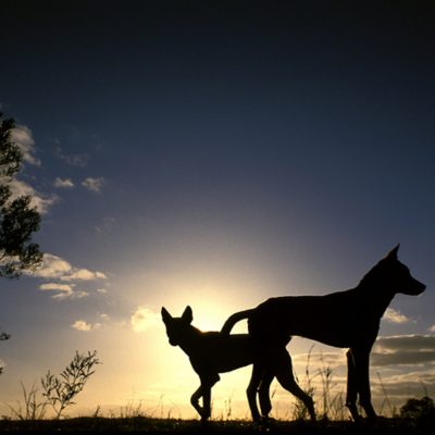 Siluetas de dingos.