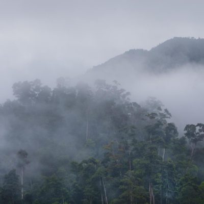 Niebla en la selva de Borneo.