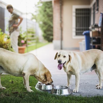 Dogs eating