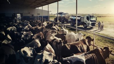 At this tambo (or dairy farm), 9000 litres of milk is produced every day, and it must be transported to the dairy plant for processing within a few hours of being milked.