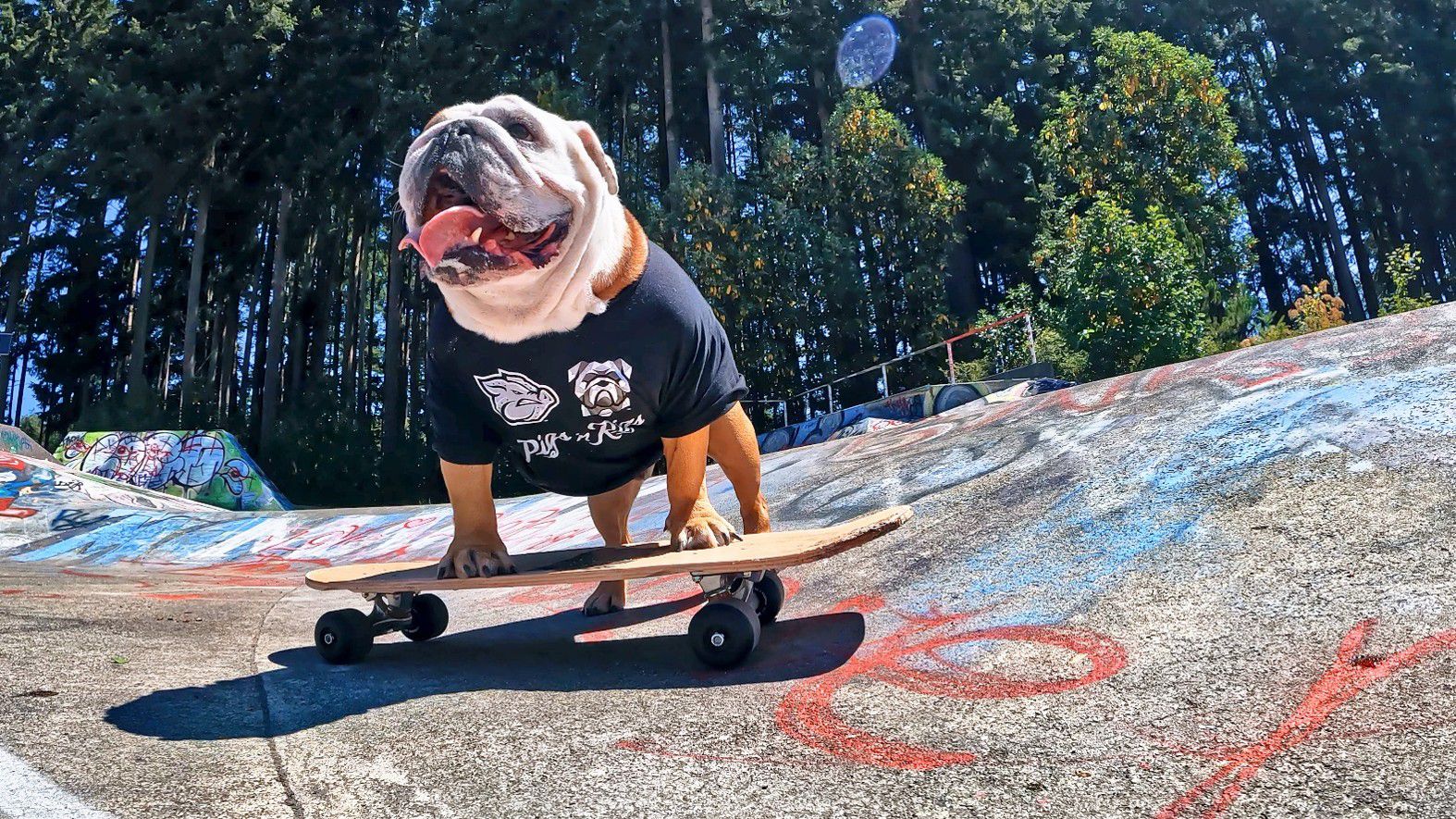 bulldog