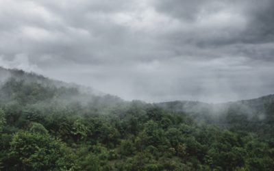 Ködbe borult erdő és égbolt