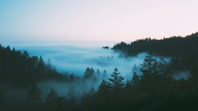 A misty forest landscape with trees fading into soft fog, creating a calm and tranquil atmosphere.