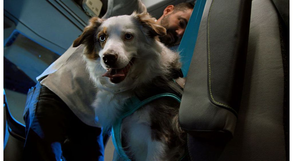 Center for pet safety