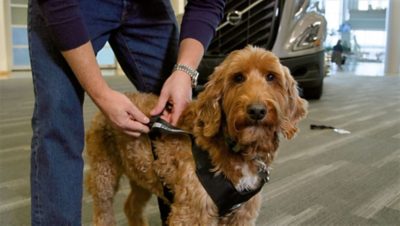 Center for pet safety