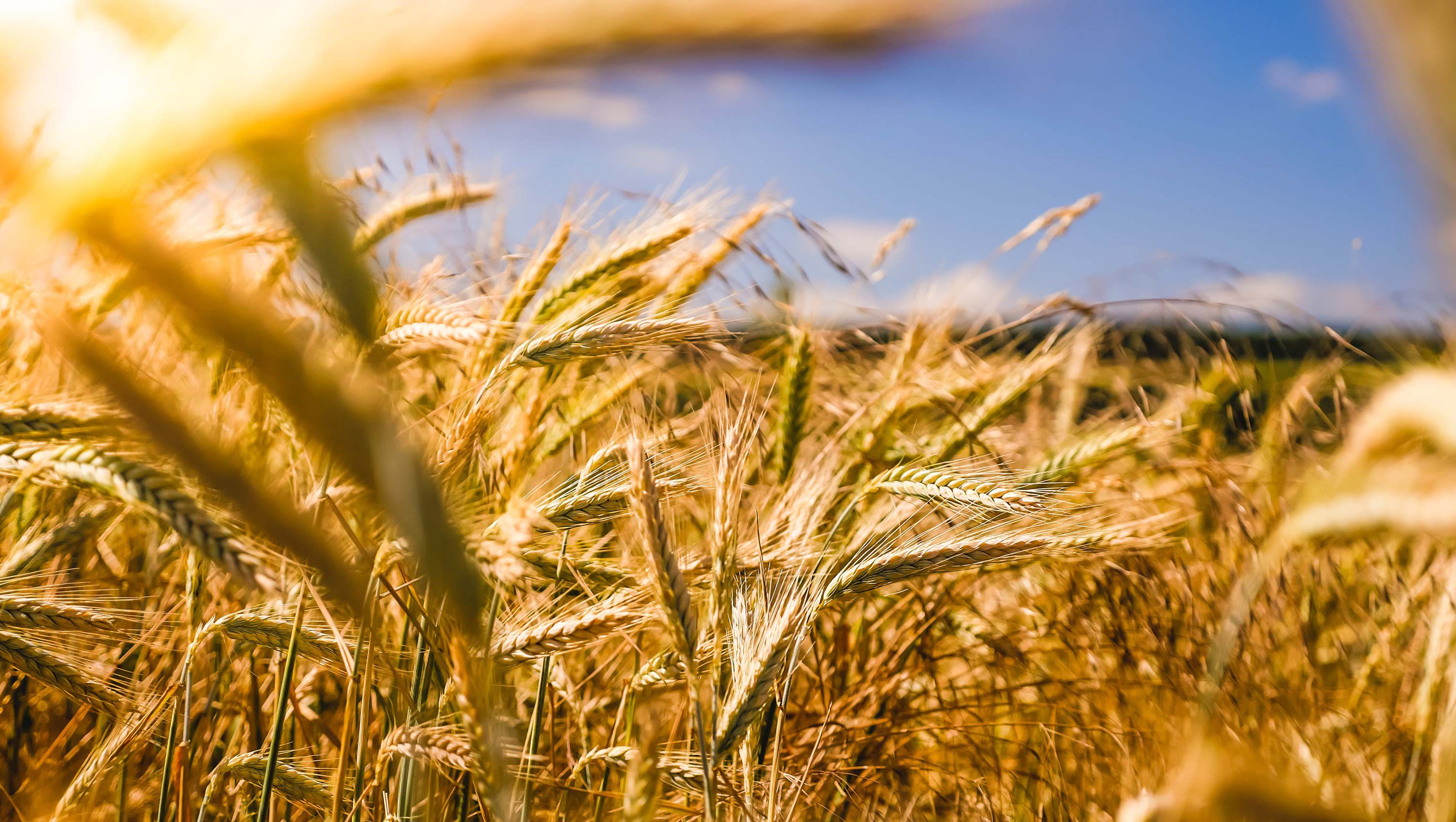Landwirtschaft